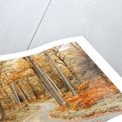 Road through forest by Assaf Frank